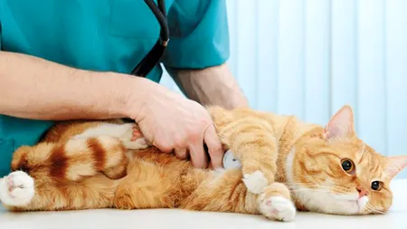 De ce pot deveni foarte periculoase animalele tratate cu antibiotice