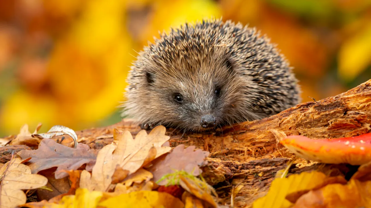 (P) Locuitorii Sectorului 5, îndemnați să sprijine animalele pe timp de toamnă: Recomandările SALUBRIZARE 5