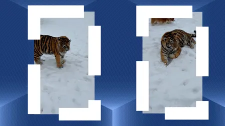 Imagini virale cu un tigru siberian, filmat într-o gospodărie din Dâmbovița. Poliția s-a sesizat și a deschis un dosar penal