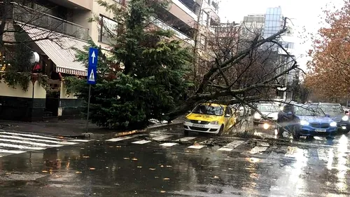 Incident grav în Capitală! Un copac a căzut pe un taxi, iar șoferul a rămas blocat în mașină! Imagini de la fața locului