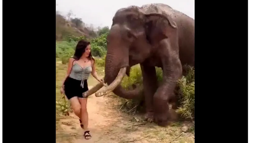 Momentul ȘOCANT în care o femeie este atacată de un elefant înfuriat după ce l-a tachinat cu o banană