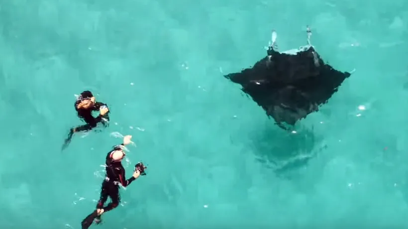 Imagini surprinzătoare: Un diavol de mare cere ajutorul scafandrilor într-o întâlnire subacvatică - VIDEO