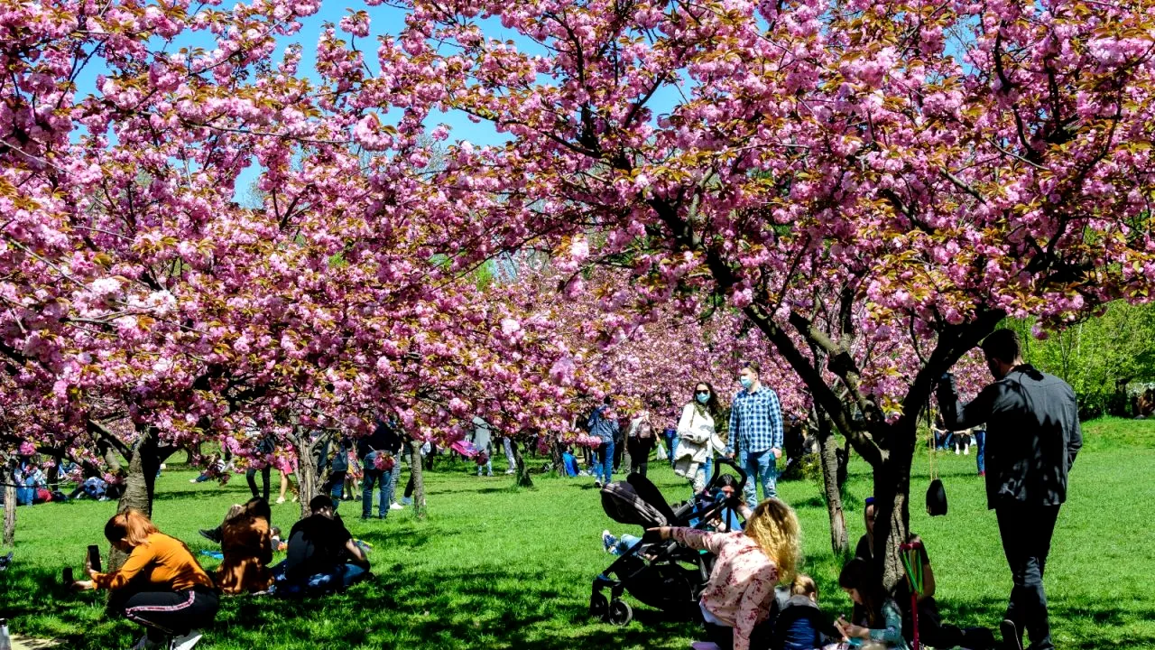 Ce pericol îi pândește pe bucureșteni în parcuri, iar Primăria nu mișcă „un deget” / „Sunt deja active și foarte agresive”
