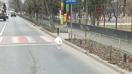 Un CANGUR alb a fost zărit pe o stradă din Sectorul 5 al Capitalei. Animalul aparține lui Nuțu CĂMĂTARU. Poliția s-a sesizat