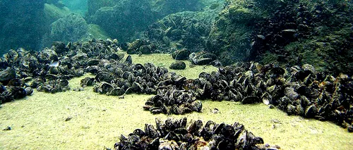 BENEFICII. Ecosistemul Mării Negre își revine, după restricțiile impuse de pandemia de COVID-19