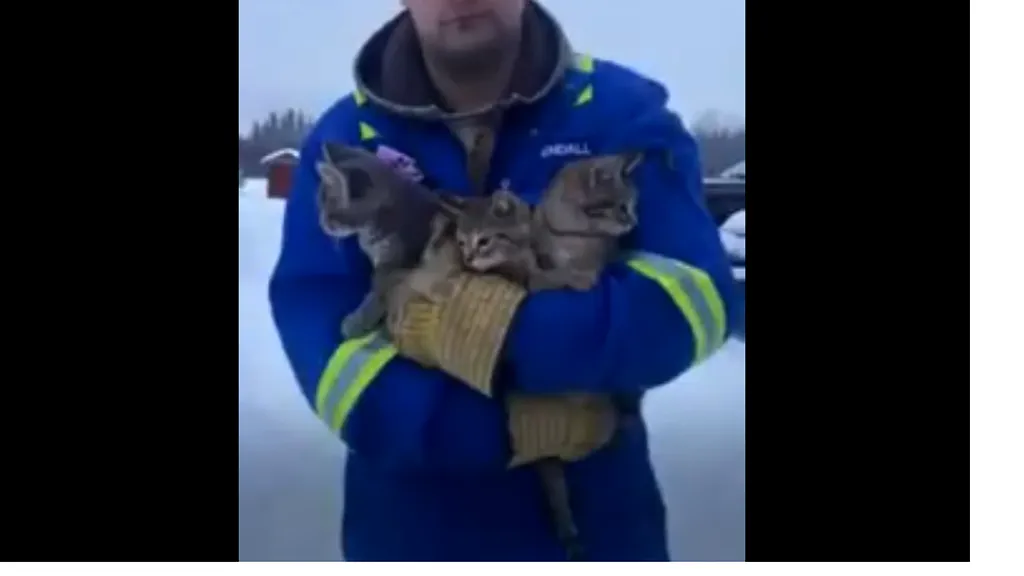 VIDEO: Trei pisoi, salvați de la îngheț din zăpadă de un bărbat care toarnă cafea caldă pe ei