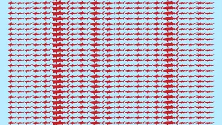 Adevărul despre oameni și rechini. Un detaliu care te va lăsa mut de uimire