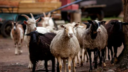 Rusia a interzis IMPORTUL de ovine și caprine din România