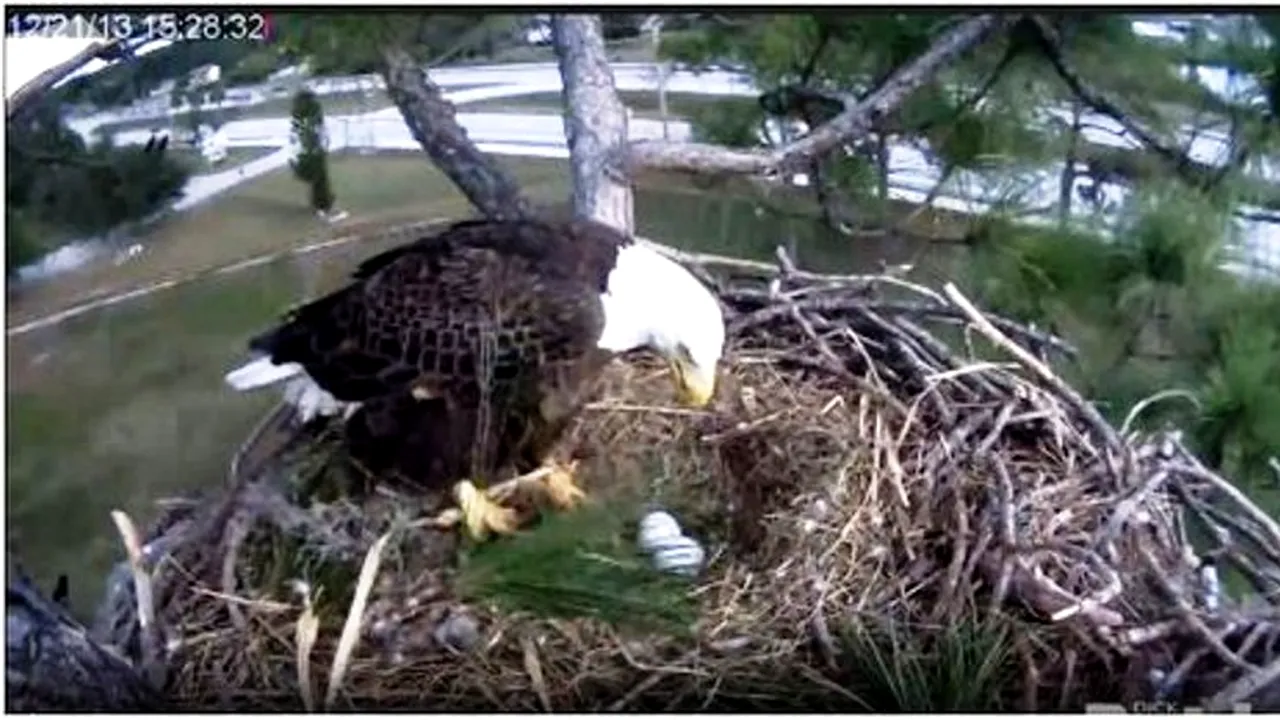 VIDEO. Doi vulturi din Florida au generat 19 milioane de vizualizări pe internet