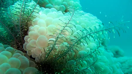 Cel mai tare VIDEO viral din 2020! Un recif mai înalt decât Empire State Building, descoperit în Marea Barieră de Corali! - Galerie FOTO spectaculoasă