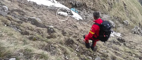 Un câine a CĂZUT aproape 200 de metri într-o prăpastie din Bucegi. Salvamontiștii din Bușteni: „Niciun om nu a scăpat cu viață de acolo”