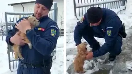 VIDEO Misiune de SALVARE aparte în Iași. Un jandarm a scos în viață un biet cățel de sub mormanele de nămeți