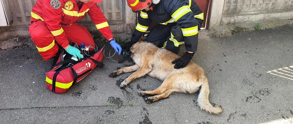 Imagini emoționante cu un câine salvat de pompieri dintr-un incendiu care a avut loc joi în București