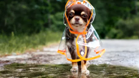 VREMEA în următoarea săptămână. Directorul ANM anunță „temperaturi scăzute”