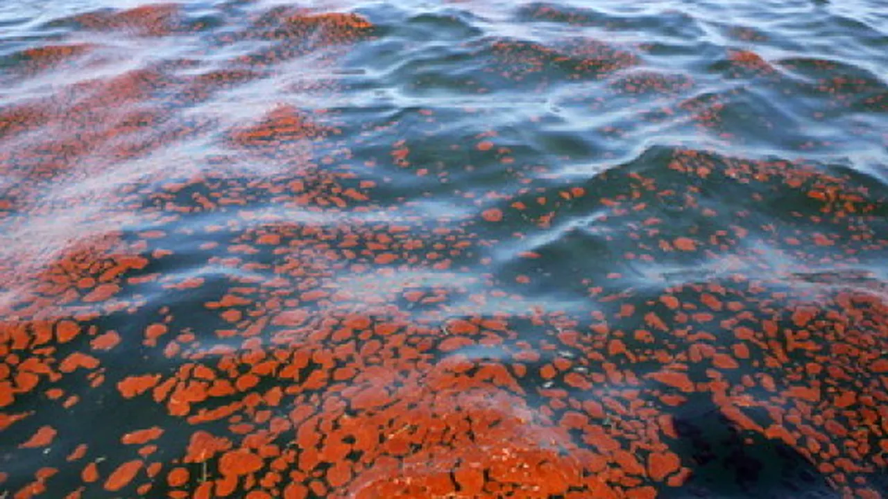 The Guardian contestă legislația UE privind mediul, dând exemplu Dunărea: 