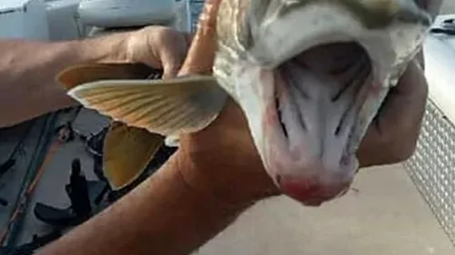 Peștele cu două guri a lăsat internetul cu... gura căscată. Explicațiile sunt care mai de care mai ciudate - FOTO