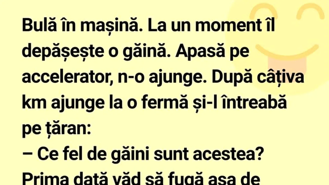 BANC | Bulă se plimbă cu mașina