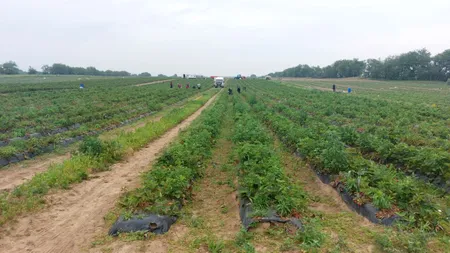 HOȚI pe plantațiile de pepeni din Dolj. Au furat motopompele pentru irigații