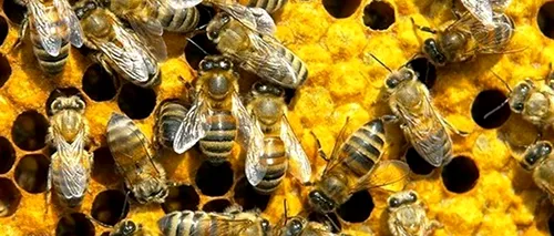 UE interzice utilizarea insecticidului Fipronil, dăunător albinelor