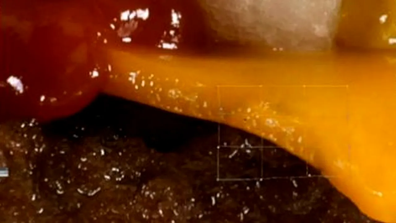 VIDEO: Cum 