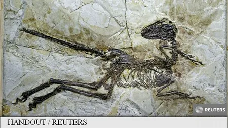 Descoperire uriașă în China: ''Este atât de bine conservată încât putem vedea penele de pe o mare parte a corpului''