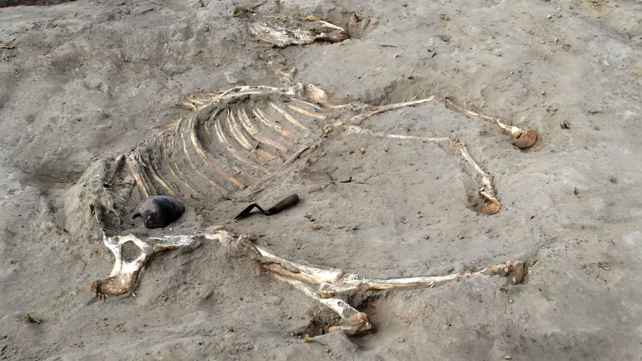 Arheologii au descoperit un cal îngropat în urmă cu 3.000 de ani într-o fortăreață egipteană. Ce alte vestigii au scos la iveală