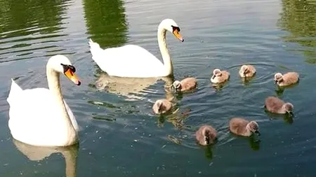 Opt pui de lebădă au fost furați din parcul IOR din Capitală