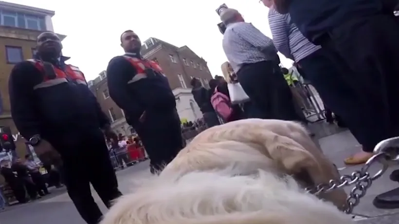 A pus o cameră video pe spatele câinelui însoțitor. Imaginile arată cât de greu este să fii nevăzător în marile orașe. VIDEO