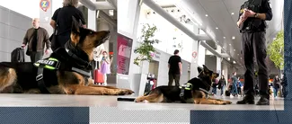 Ciobănescul german Sonya caută DROGURI în aeroport / AIR Schengen aduce măsuri sporite de securitate