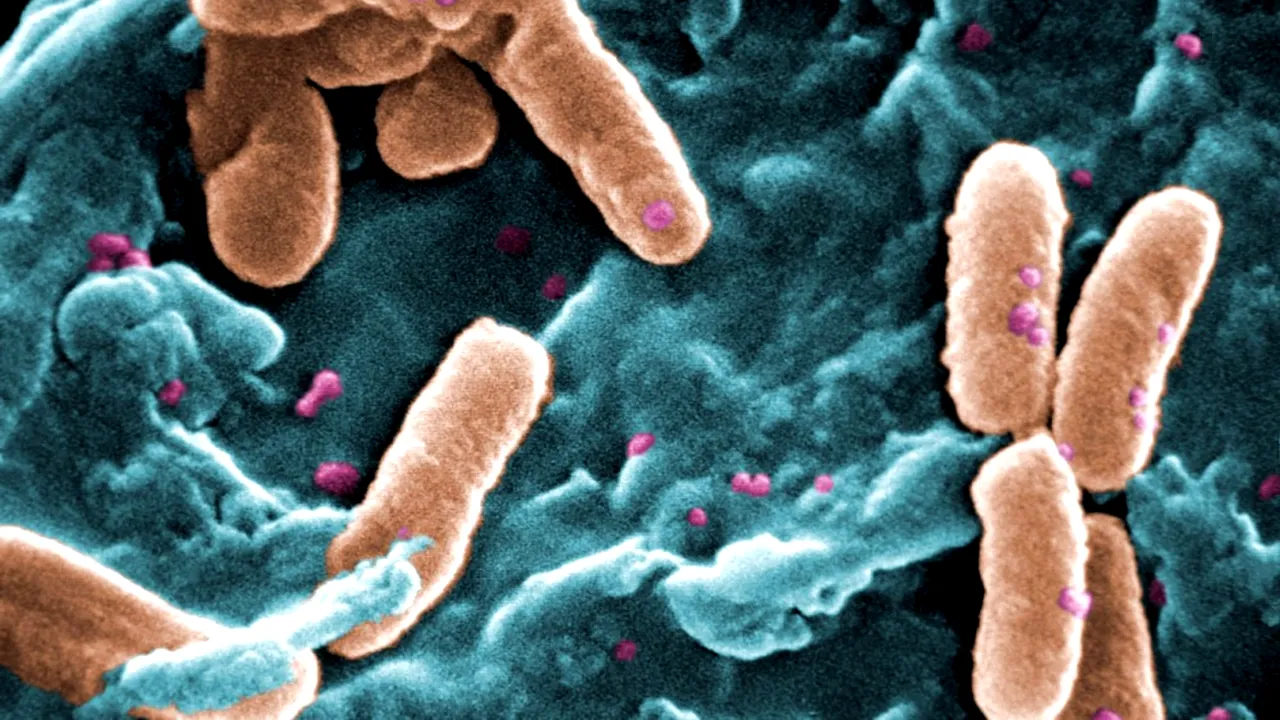 Super-bacteria pe care n-o ucide niciun antibiotic 