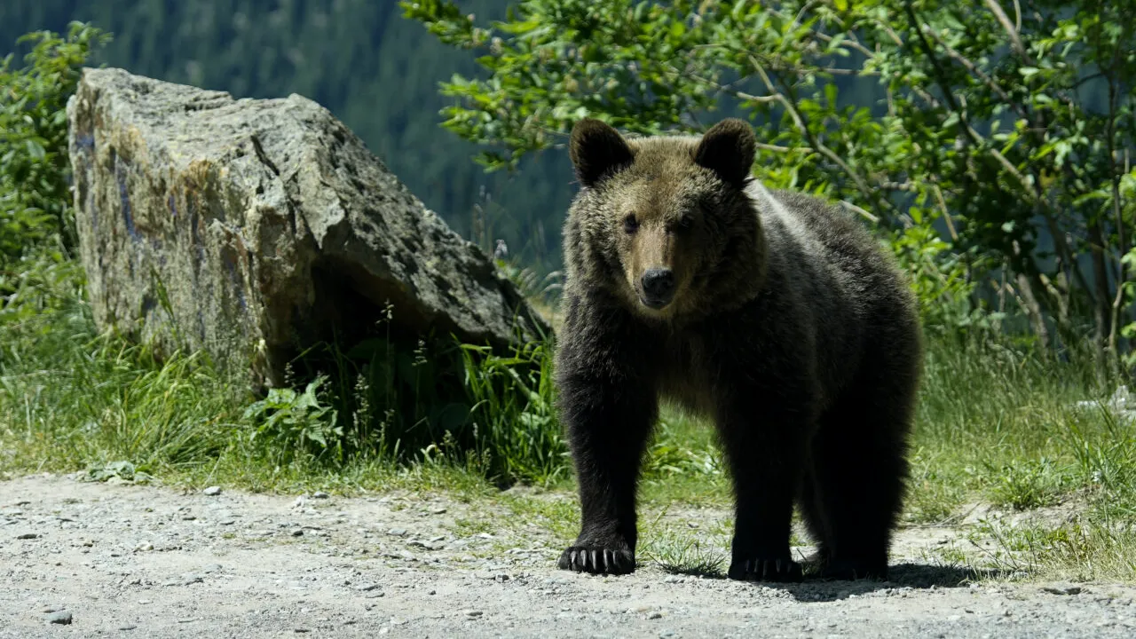 Romsilva anunță că un urs a fost împușcat pe Transfăgărășan, după ce un turist elvețian a fost atacat