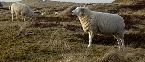 Zeci de oi au fost furate dintr-un saivan din județul Sibiu