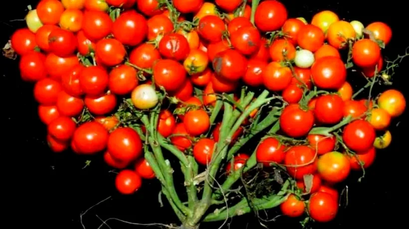 PNL anunță că Programul Tomata continuă în 2020. Programul a fost promovat asiduu de fostul lider PSD, Liviu Dragnea