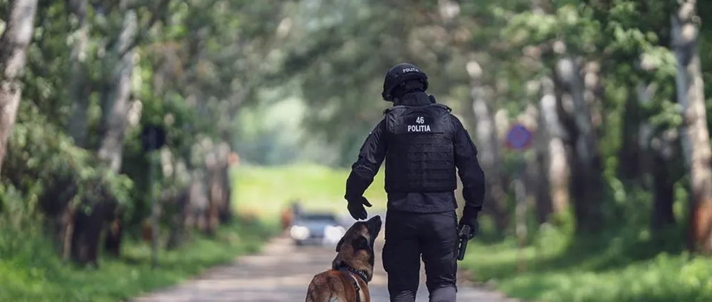 Dezastru la Centrul Chinologic al Poliției Române. „Ultimele generații de câini polițiști s-au născut cu boli genetice!”
