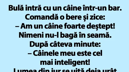 BANC | Bulă intră cu un câine într-un bar