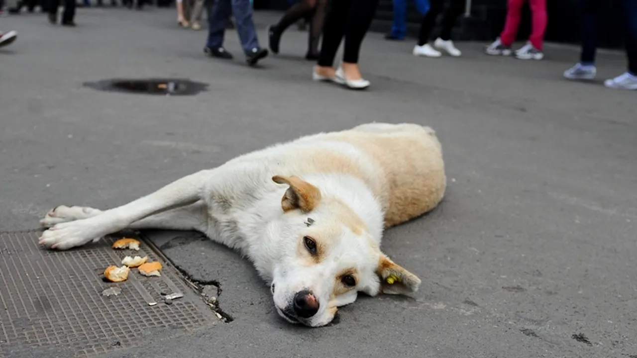 SJ Vaslui a rămas fără vaccin antirabic, așa că pacienții mușcați de animale sunt expuși riscurilor