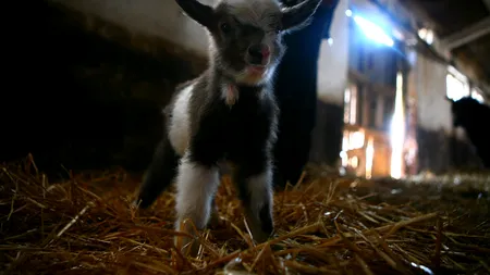 Capra eroină. Cum și-a salvat stăpânii de la moarte. VIDEO 