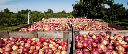 Rusia a returnat în Belarus 19 tone de mere, sub pretextul că provin din Republica Moldova