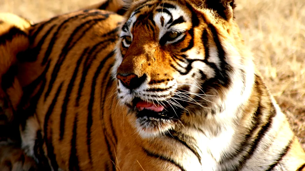 Zeci de tigri dintr-o specie aflată în pericol, uciși în mod ilegal. Suspectul a fost arestat după 20 de ani de vânătoare - VIDEO