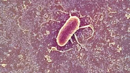 Bacteriile care protejează împotriva alergiilor alimentare