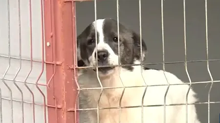 Autoritățile atrag atenția! Și ANIMALELE fără stăpân suferă de frig. Cum putem ajuta câinii din adăposturi care îndură temperaturile scăzute