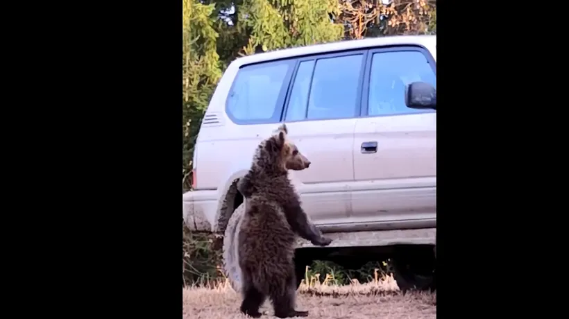 Pui de urs filmați în timp ce se jucau cu roata unei mașini - VIDEO