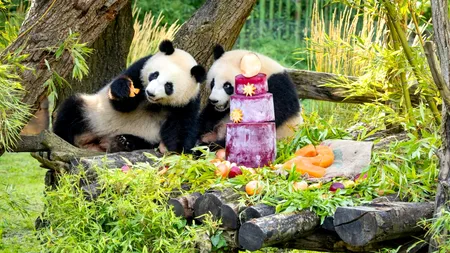 Urșii panda de la Grădina Zoologică din Berlin și-au sărbătorit ziua de naștere. Ce cadou au primit de la administratorii grădinii