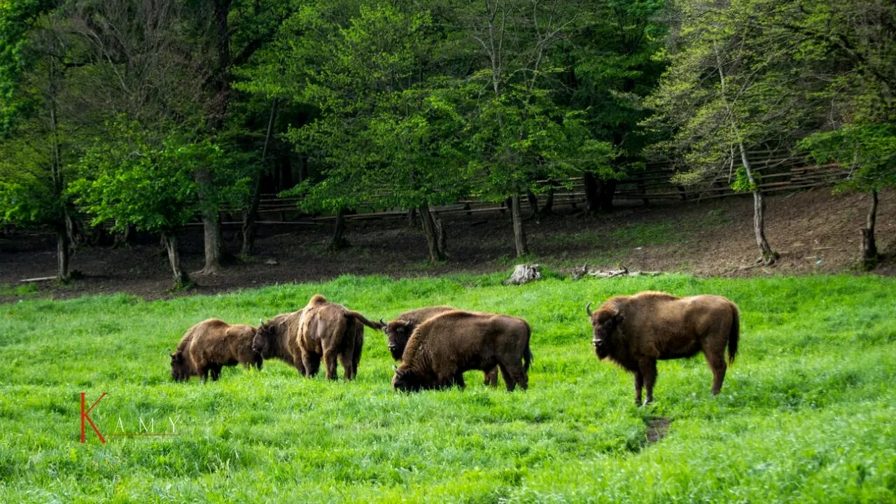 REZERVAȚIA naturală ce atrage tot mai mulți turiști străini. O istorie fascinantă și experiențe unice