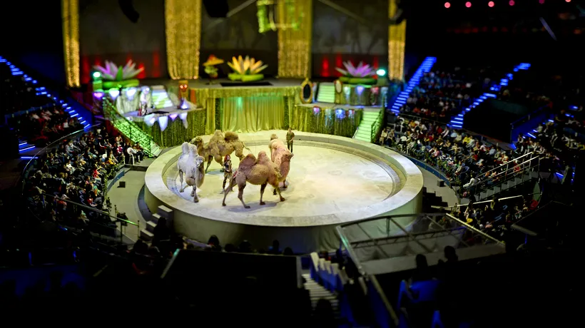 Unde au ajuns animalele de la Circul Globus, după ce a fost interzisă folosirea lor în spectacole