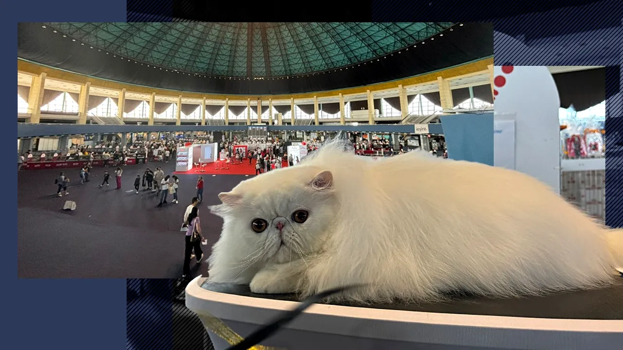 Cel mai premiat motan din lume și alți șapte campioni mondiali concurează la prima ediție a Campionatului Felin Est European, la București