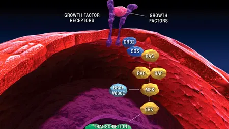 O pilulă revoluționară contra cancerului de piele va fi testată clinic în anii următori