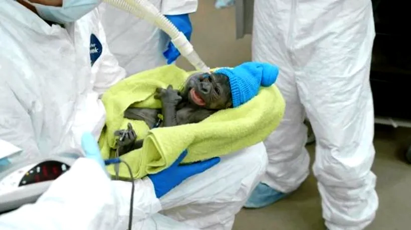 VIDEO. Un pui de gorilă a venit pe lume printr-o operație de cezariană