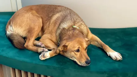 LAIKA - sufletul speranței de la VITALITAS (P)