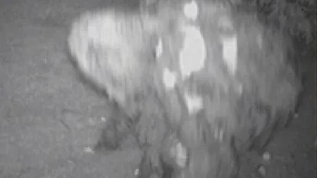 Bigfoot, surprins de un american în livada sa cu meri